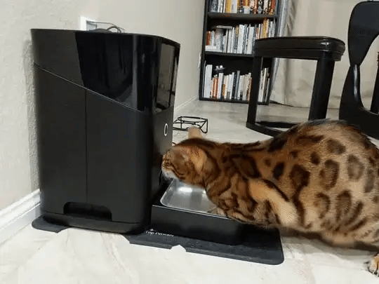 smart pet feeder